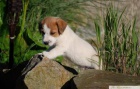 Jack Russell Terir - ttka s PP