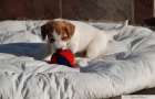 Jack Russell Terir - ttka s PP