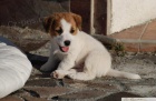 Jack Russell Terir - ttka s PP