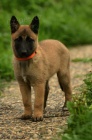 Belgick ovk malinois