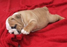 Anglick buldok, English Bulldog, buldog