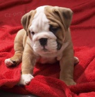 Anglick buldok, English Bulldog, buldog