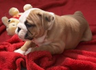 Anglick buldok, English Bulldog, buldog