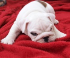 Anglick buldok, English Bulldog, buldog