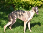 whippet , vipet