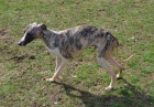 whippet , vipet