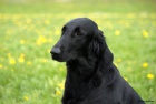 Flat Coated Retriever