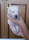 tata Golden Retriever s PP