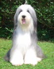 Bearded Collie - tata s PP