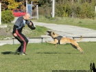 Belgick ovk malinois