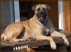 boerboel BALLOTADA