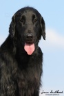 Nabdka kryt-Flat coated retriever s PP, Corry ze Strun