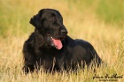 Nabdka kryt-Flat coated retriever s PP, Corry ze Strun