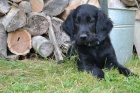 ttko flat coated retrievere - posledn pejsek s PP, k odbru nyn