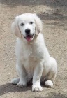 Zlat retrvr (Golden retriever) s PP - fenka