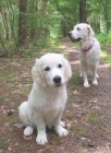 Zlat retrvr (Golden retriever) s PP - fenka