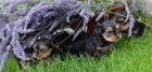 Yorkshire Terrier, jorkrsk terir, jorkr - ttka s PP