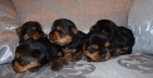 Yorkshire Terrier, jorkrsk terir, jorkr - ttka s PP