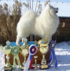 SAMOJED kvalitn teniatka