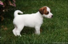 Jack Russell terir