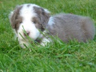 Bearded Collie / klie - krsn kluci s PP