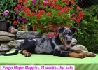 Beauceron tn s PP-harlekn pejsek ihned k odbru