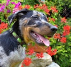 Beauceron tn s PP-harlekn pejsek ihned k odbru