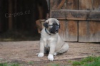 Kangal-Anatolsk pasteveck pes (tata s PP)