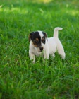 Jack Russel terier - prodm tnata JRT