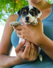 Jack Russel terier - prodm tnata JRT