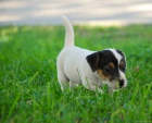 Jack Russel terier - prodm tnata JRT