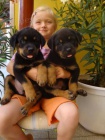 Rotvajler, Rottweiler, RTW