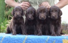 Flat coated retriever s PP - hnd ttka