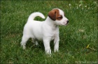 Jack Russell terir