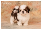 Shih Tzu ttka ( shi-tzu, si-cu, si-tzu )