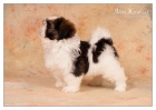 Shih Tzu ttka ( shi-tzu, si-cu, si-tzu )