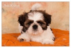 Shih Tzu ttka ( shi-tzu, si-cu, si-tzu )