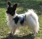 papillon kryt