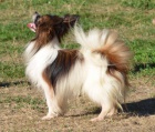 papillon kryt