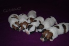 Jack Russell Terir - tntka