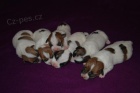 Jack Russell Terir - tntka