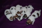 Jack Russell Terir - tntka