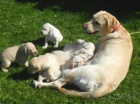 Labradorsk retriever - teniatka na predaj