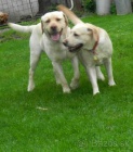 Labradorsk retriever - teniatka na predaj