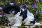 krsn tntka shih tzu