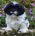 krsn tntka shih tzu