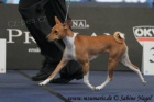 Basenji tn