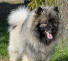 vl pic keeshond