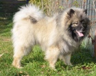 vl pic keeshond