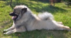 vl pic keeshond